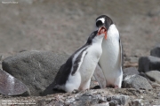 Pygoscelis-papua194.King-George-Is.South-Shetland-Islands.Antarctica.21.01.2019
