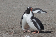 Pygoscelis-papua197.King-George-Is.South-Shetland-Islands.Antarctica.21.01.2019
