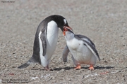 Pygoscelis-papua201.King-George-Is.South-Shetland-Islands.Antarctica.21.01.2019
