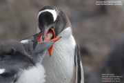 Pygoscelis-papua216.King-George-Is.South-Shetland-Islands.Antarctica.24.01.2019