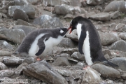 Pygoscelis-papua217.King-George-Is.South-Shetland-Islands.Antarctica.27.01.2019