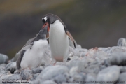 Pygoscelis-papua221.King-George-Is.South-Shetland-Islands.Antarctica.27.01.2019
