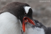 Pygoscelis-papua226.King-George-Is.South-Shetland-Islands.Antarctica.2.02.2019
