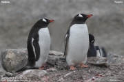 Pygoscelis-papua231.King-George-Is.South-Shetland-Islands.Antarctica.27.01.2019