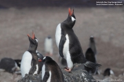 Pygoscelis-papua236.King-George-Is.South-Shetland-Islands.Antarctica.21.01.2019