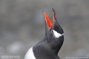 Pygoscelis-papua237.King-George-Is.South-Shetland-Islands.Antarctica.21.01.2019