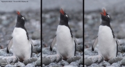 Pygoscelis-papua238.King-George-Is.South-Shetland-Islands.Antarctica.27.01.2019
