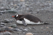 Pygoscelis-papua244.King-George-Is.South-Shetland-Islands.Antarctica.19.01.2019