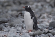Pygoscelis-papua245.King-George-Is.South-Shetland-Islands.Antarctica.27.01.2019