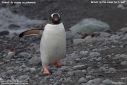 Pygoscelis-papua246.King-George-Is.South-Shetland-Islands.Antarctica.17.01.2019
