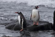Pygoscelis-papua251.King-George-Is.South-Shetland-Islands.Antarctica.30.01.2019