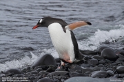 Pygoscelis-papua252.King-George-Is.South-Shetland-Islands.Antarctica.17.01.2019