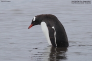 Pygoscelis-papua256.King-George-Is.South-Shetland-Islands.Antarctica.22.01.2019