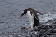 Pygoscelis-papua258.King-George-Is.South-Shetland-Islands.Antarctica.27.01.2019