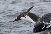 Pygoscelis-papua260.King-George-Is.South-Shetland-Islands.Antarctica.27.01.2019