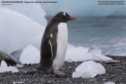 057.003.Pygoscelis-papua001.King-George-Is.South-Shetland-Islands.Antarctica.19.01.2019