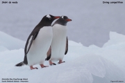 Pygoscelis-papua002.King-George-Is.South-Shetland-Islands.Antarctica.19.01.2019