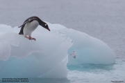 Pygoscelis-papua003.King-George-Is.South-Shetland-Islands.Antarctica.19.01.2019