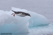 Pygoscelis-papua004.King-George-Is.South-Shetland-Islands.Antarctica.19.01.2019