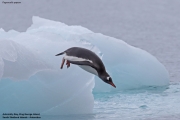 Pygoscelis-papua005.King-George-Is.South-Shetland-Islands.Antarctica.19.01.2019