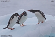 Pygoscelis-papua008.King-George-Is.South-Shetland-Islands.Antarctica.19.01.2019
