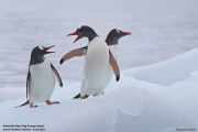 Pygoscelis-papua014.King-George-Is.South-Shetland-Islands.Antarctica.19.01.2019