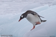 Pygoscelis-papua015.King-George-Is.South-Shetland-Islands.Antarctica.19.01.2019
