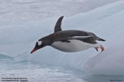 Pygoscelis-papua016.King-George-Is.South-Shetland-Islands.Antarctica.19.01.2019