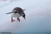 Pygoscelis-papua018.King-George-Is.South-Shetland-Islands.Antarctica.19.01.2019