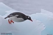 Pygoscelis-papua021.King-George-Is.South-Shetland-Islands.Antarctica.19.01.2019