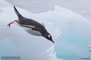 Pygoscelis-papua022.King-George-Is.South-Shetland-Islands.Antarctica.19.01.2019