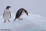 Pygoscelis-papua026.King-George-Is.South-Shetland-Islands.Antarctica.19.01.2019