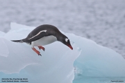Pygoscelis-papua027.King-George-Is.South-Shetland-Islands.Antarctica.19.01.2019