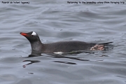 Pygoscelis-papua031.King-George-Is.South-Shetland-Islands.Antarctica.17.01.2019
