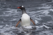 Pygoscelis-papua035.King-George-Is.South-Shetland-Islands.Antarctica.2.02.2019