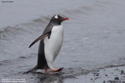 Pygoscelis-papua038.King-George-Is.South-Shetland-Islands.Antarctica.22.01.2019