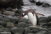 Pygoscelis-papua039.King-George-Is.South-Shetland-Islands.Antarctica.30.01.2019