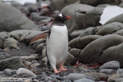 Pygoscelis-papua040.King-George-Is.South-Shetland-Islands.Antarctica.19.01.2019