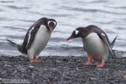 Pygoscelis-papua041.King-George-Is.South-Shetland-Islands.Antarctica.19.01.2019