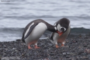 Pygoscelis-papua042.King-George-Is.South-Shetland-Islands.Antarctica.19.01.2019