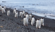 Pygoscelis-papua043.King-George-Is.South-Shetland-Islands.Antarctica.22.01.2019