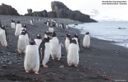 Pygoscelis-papua044.King-George-Is.South-Shetland-Islands.Antarctica.22.01.2019