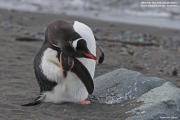 Pygoscelis-papua045.King-George-Is.South-Shetland-Islands.Antarctica.17.01.2019