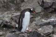 Pygoscelis-papua046.King-George-Is.South-Shetland-Islands.Antarctica.21.01.2019