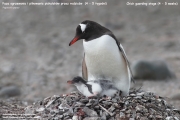 Pygoscelis-papua049.King-George-Is.South-Shetland-Islands.Antarctica.2.02.2019