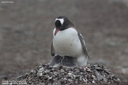 Pygoscelis-papua052.King-George-Is.South-Shetland-Islands.Antarctica.30.01.2019