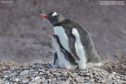 Pygoscelis-papua053.King-George-Is.South-Shetland-Islands.Antarctica.21.01.2019
