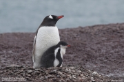 Pygoscelis-papua062.King-George-Is.South-Shetland-Islands.Antarctica.30.01.2019
