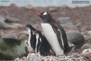 Pygoscelis-papua065.King-George-Is.South-Shetland-Islands.Antarctica.30.01.2019