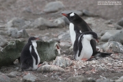 Pygoscelis-papua066.King-George-Is.South-Shetland-Islands.Antarctica.2.02.2019